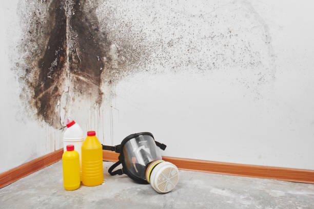 Best Commercial Mold Removal  in Plum Grove, TX