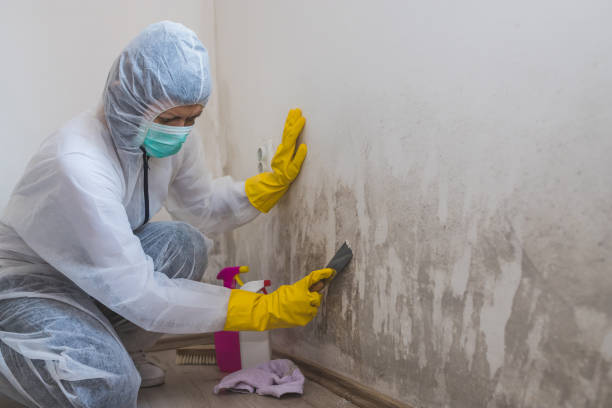 Best Toxic Mold Removal  in Plum Grove, TX