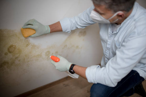 Best Emergency Mold Removal  in Plum Grove, TX