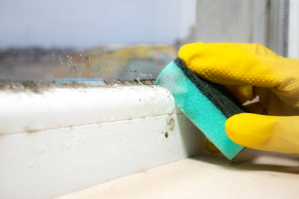 Office Mold Removal Services in Plum Grove, TX