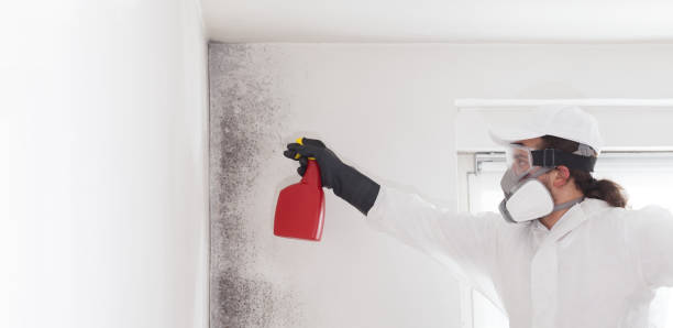 Mold Removal Process in Plum Grove, TX