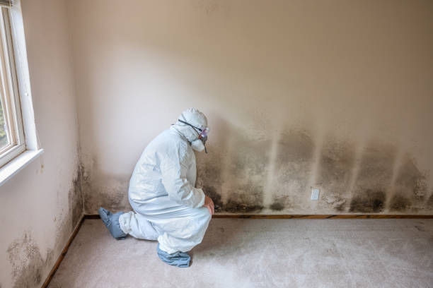 Best Crawl Space Mold Removal  in Plum Grove, TX