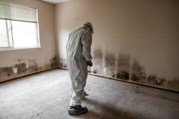 Best Professional Mold Removal  in Plum Grove, TX