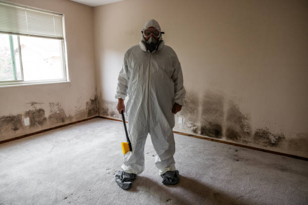 Office Mold Removal Services in Plum Grove, TX