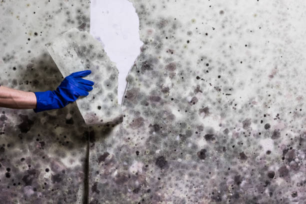 Best Mold Testing and Removal  in Plum Grove, TX