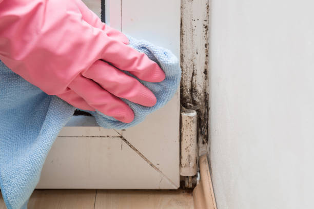 Best Mold Removal and Inspection  in Plum Grove, TX
