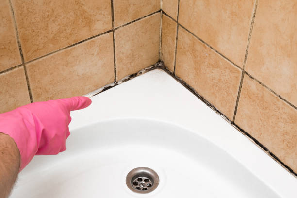 Mold Testing and Removal in Plum Grove, TX