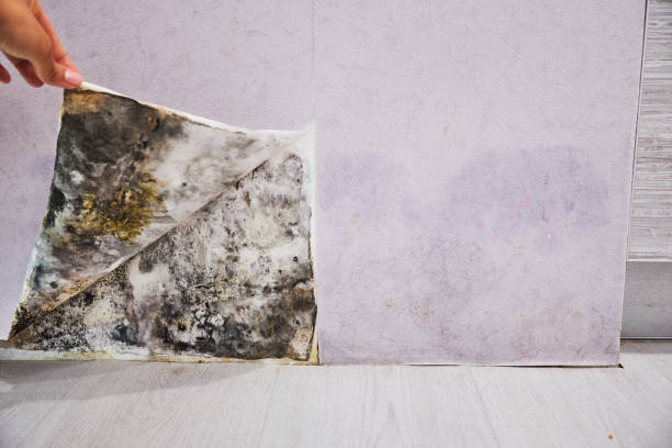 Best Mold Damage Repair  in Plum Grove, TX